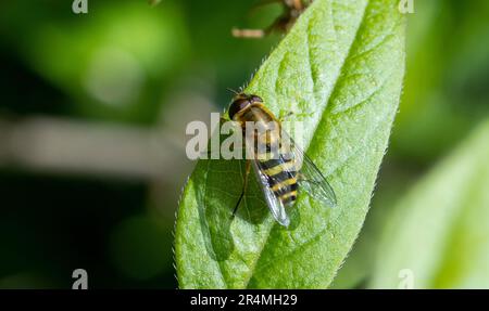Syrphus ribesii planait sur la feuille Banque D'Images