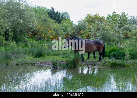 Poneys Exmoor par étang au printemps Banque D'Images