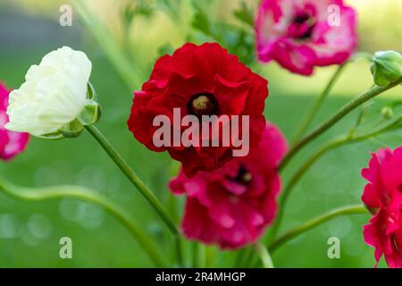 Bouquet de belles coupes de beurre persan, Ranunculus asioticus. Fleurs de printemps. Fleurs de Ranunculus. Banque D'Images