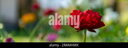 Bannière de fleurs de Ranunculus. Belle coupe de beurre persan rouge, Ranunculus asiaticus. Fleurs de printemps. Champ de fleurs de Ranunculus. Couper le jardin. Banque D'Images