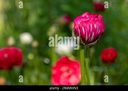 Arrière-plan des fleurs de Ranunculus. Magnifique buttertasses persan rose, Ranunculus asiaticus. Fleurs de printemps. Champ de fleurs de Ranunculus. Fleurs coupées cu Banque D'Images