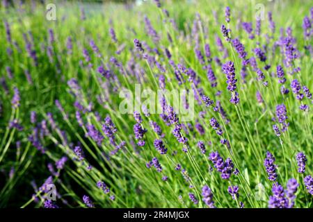 Grappe de plantes de lavande avec des bourgeons pourpres frais dans des inflorescences de pointes à la lumière du soleil Banque D'Images