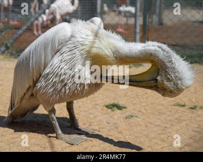 Pélican dalmatien, pélican mauricien nettoyant avec des plumes arrière de bec dans le parc de la ville. Grand pélican avec un plumage à la vaisselle de couleur blanc sale. Banque D'Images