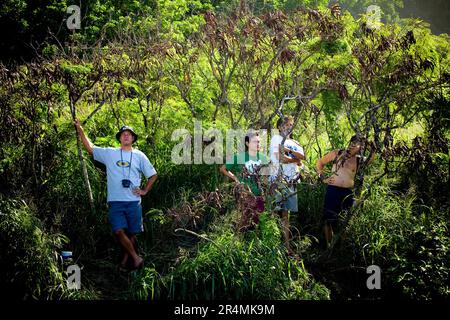 Les spectateurs regardent le surf à la grande vague Invitational d'Eddie Aikau en 25th. La plus grande houle de la rive nord pendant 10 ans a amené des vagues de 30-50 pieds à Waimea Bay, à Hawaï. Banque D'Images