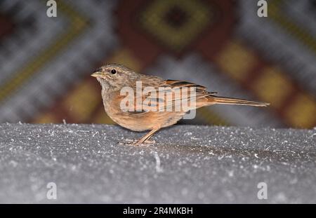 Maison Bunting - Emberiza sahari Banque D'Images