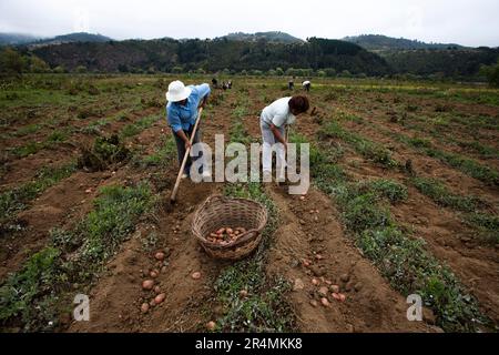 Les agriculteurs reviennent travailler dans les champs de pommes de terre après le récent tremblement de terre dévastateur au Chili. Banque D'Images