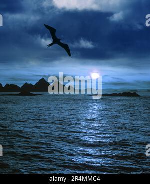 Soleil de minuit au-dessus de l'océan tandis que des oiseaux silhouettés survole, îles Lofoten Banque D'Images