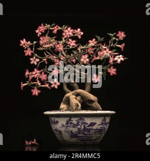 Bonsai à l'intérieur du Palais Royal Banque D'Images