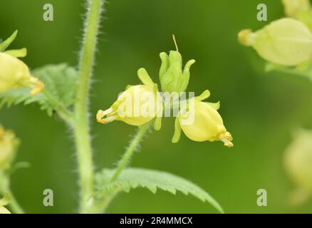 Figwort jaune - Scrophularia vernalis Banque D'Images