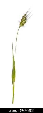 Queue de chien rugueuse - Cynosurus echinatus Banque D'Images