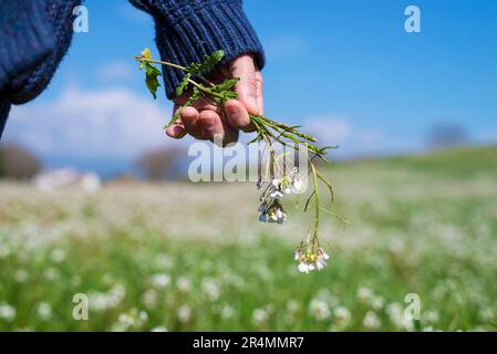 Main masculine tenant des fleurs sur un champ vert contre le ciel bleu par un jour ensoleillé Banque D'Images