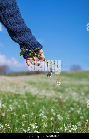 Main masculine tenant des fleurs sur un champ vert contre le ciel bleu par un jour ensoleillé Banque D'Images