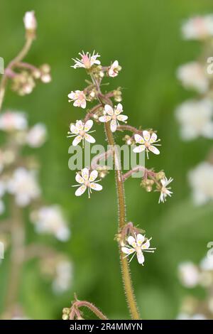 Londres - Saxifraga x urbium Banque D'Images