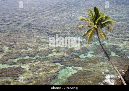 Palmier unique surplombant le récif de Samoa, dans le Pacifique Sud Banque D'Images