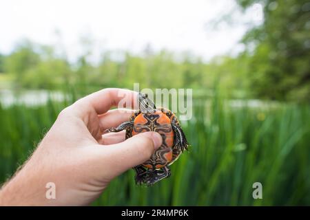 Le biologiste tient une tortue peinte de l'Ouest avant sa libération Banque D'Images