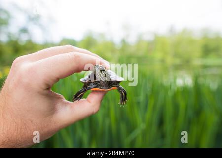 Le biologiste tient une tortue peinte de l'Ouest. Banque D'Images