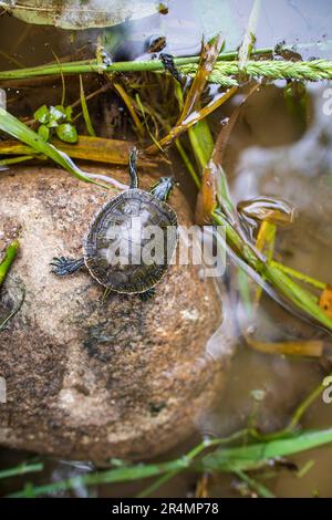 WESTERN Painted Turtle atteint pour l'eau de son rocher de basking Banque D'Images