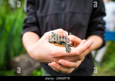 Le biologiste tient une tortue peinte de l'Ouest Banque D'Images