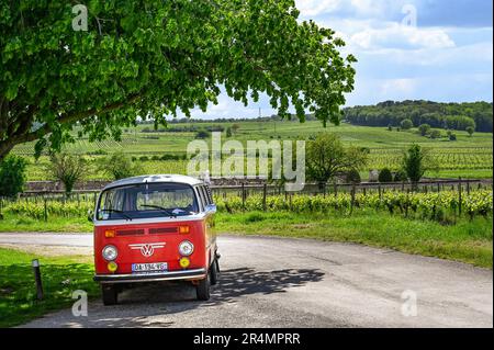 Karine Gautier de la Loire Vintage Discovery vous emmène dans son transporteur Volkswagen d'époque, France, pour visiter les environs de Saumur Banque D'Images