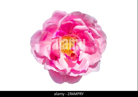 Bouquet de roses roses roses sur fond blanc, isoler Banque D'Images