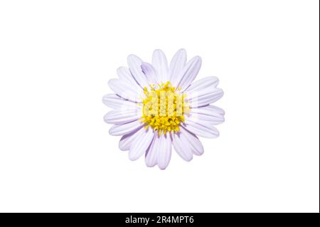 Fleur blanche sur fond blanc. Isoler Banque D'Images