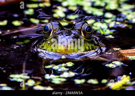 Une grenouille léopard, Lithobates pipiens ou Rana pipipiens, dans une zone humide près de Culver, dans l'Indiana Banque D'Images