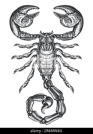 Scorpion d'esquisse de dessin à la main. Animal prédateur de style vintage gravure. Illustration vectorielle Illustration de Vecteur