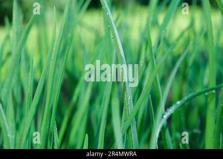 Jeunes oignons verts dans le champ. Les oignons verts sont cultivés en plantation. Oignons verts, petits pains noués. Rangées d'oignons. plan bio pour jeunes oignons verts Banque D'Images