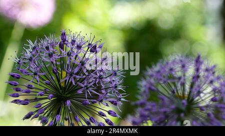 Poireaux décoratifs violets dans le jardin Banque D'Images