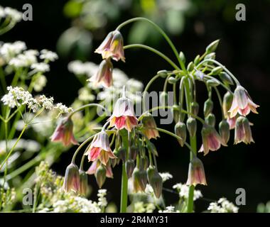 Les fleurs du siculum Allium et le persil de la vache reflètent le soleil dans le jardin West Green House à Hartley Wintney, Hampshire, Royaume-Uni Banque D'Images