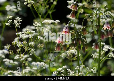 Les fleurs du siculum Allium et le persil de la vache reflètent le soleil dans le jardin West Green House à Hartley Wintney, Hampshire, Royaume-Uni Banque D'Images