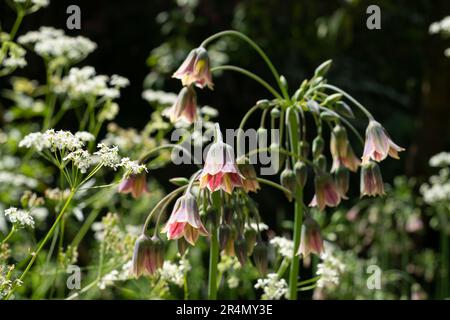 Les fleurs du siculum Allium et le persil de la vache reflètent le soleil dans le jardin West Green House à Hartley Wintney, Hampshire, Royaume-Uni Banque D'Images