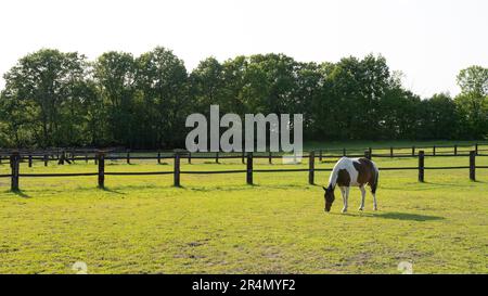 Magnifique cheval à pois sur le paddock.lumière du soleil de l'après-midi. Ciel bleu clair. Banque D'Images