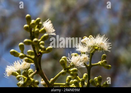 Les bourgeons et les fleurs d'une plante myrte se rapprochent sur un fond flou. Mise au point sélective Banque D'Images