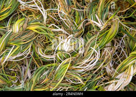 La plante de betterave blanche, l'herbe de Keledos, est une plante qui pousse dans les montagnes de la province de Van en Turquie. Nom turc; Keledos otu - Ak pancar otu Banque D'Images