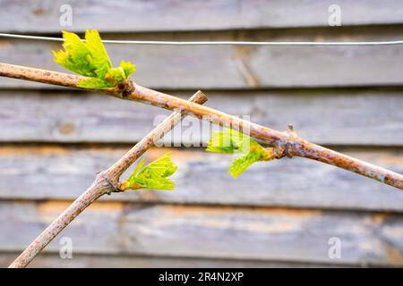 Les premières feuilles vertes des raisins d'éveil au printemps, gros plan. Nouveaux bourgeons de raisin en fleurs Banque D'Images