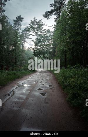 Moody forêt juste après la pluie. Route de gravier dans la forêt. Flaques sur le chemin Banque D'Images