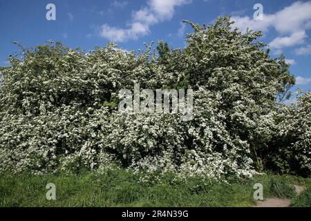 Buissons aubépine crataegus monogyna en pleine fleur par une journée ensoleillée à la mi-mai Banque D'Images