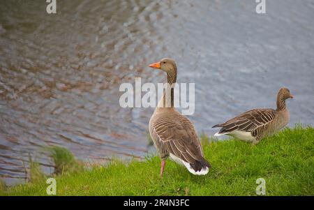 Bernaches grises au bord de l'eau à Plau am See, en Allemagne. Banque D'Images