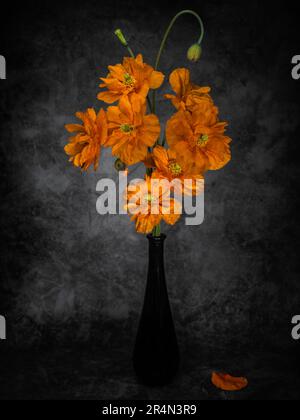 Encore la vie des fleurs de pavot espagnol alias Papaver rupifragum dans un vase. Peinture légère. Couleur orange. Banque D'Images