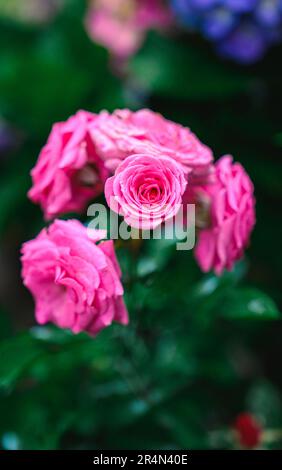 Groupe ou bouquet de roses roses Banque D'Images