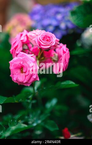 Groupe ou bouquet de roses roses Banque D'Images