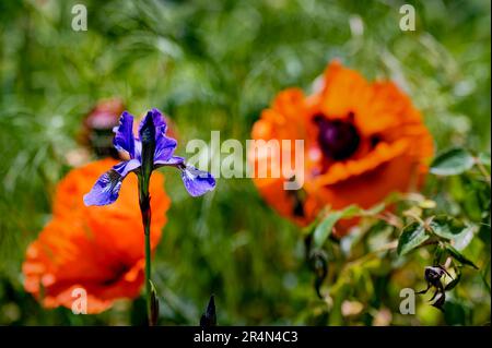 Photo macro d'un iris violet (Iris sibirica) avec des coquelicots orange en arrière-plan. Banque D'Images