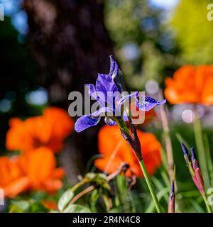 Photo macro d'un iris violet (Iris sibirica) avec des coquelicots orange en arrière-plan. Banque D'Images