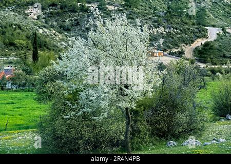 Printemps sur la voie lycienne, Saribelen Turquie Banque D'Images