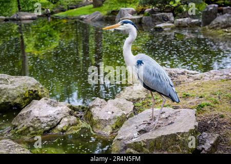 Héron gris (Ardea cinerea) perché sur la pierre d'un étang Banque D'Images