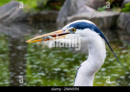 Héron gris (Ardea cinerea) perché sur la pierre d'un étang avec un poisson dans le bec Banque D'Images