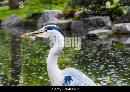 Héron gris (Ardea cinerea) perché sur la pierre d'un étang avec un poisson dans le bec Banque D'Images