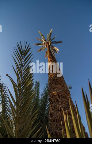 Le palmeraie de l'oasis d'Agdz au sud du Maroc, un havre pour les palmiers Date Banque D'Images