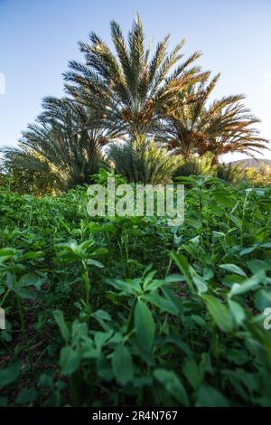 Date palmiers qui gradent l'Oasis Agdz dans la partie sud du Maroc Banque D'Images